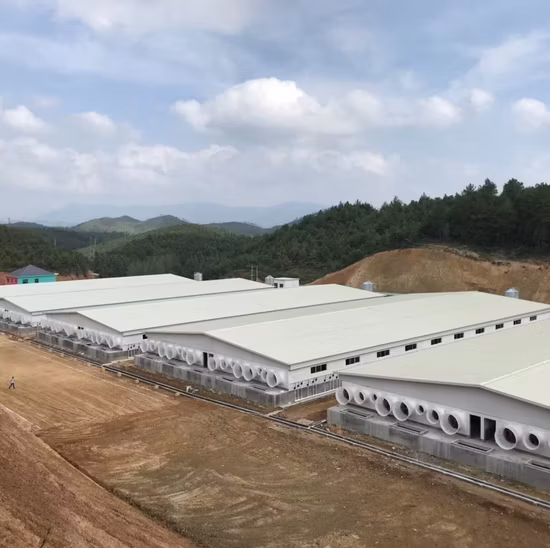 Hangar à structure métallique pour élevage de poulets Coop